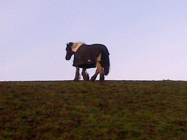in his field in his field