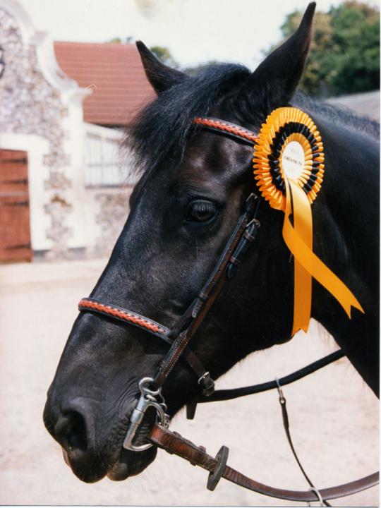 chestnuts-riding-school-21-01-2007-294 chestnuts-riding-school-21-01-2007-294