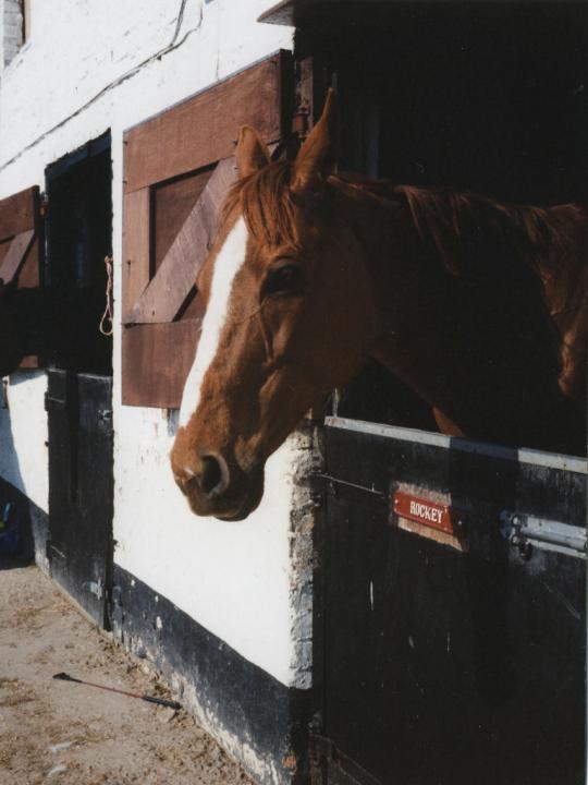 chestnuts-riding-school-Image10 chestnuts-riding-school-Image10