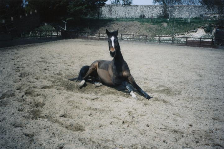 chestnuts-riding-school-Image42 chestnuts-riding-school-Image42