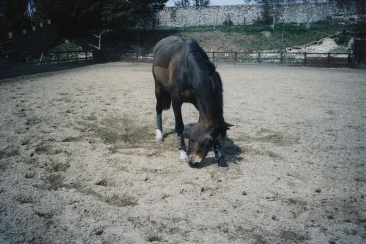 chestnuts-riding-school-Image43 chestnuts-riding-school-Image43