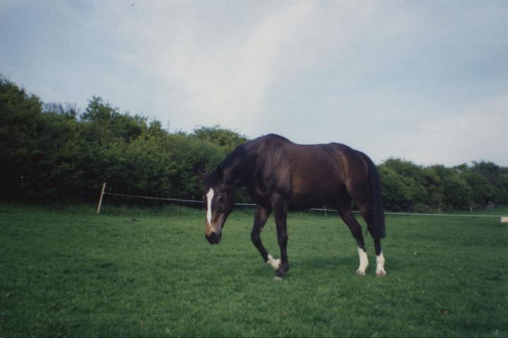 chestnuts-riding-school-Image5 chestnuts-riding-school-Image5