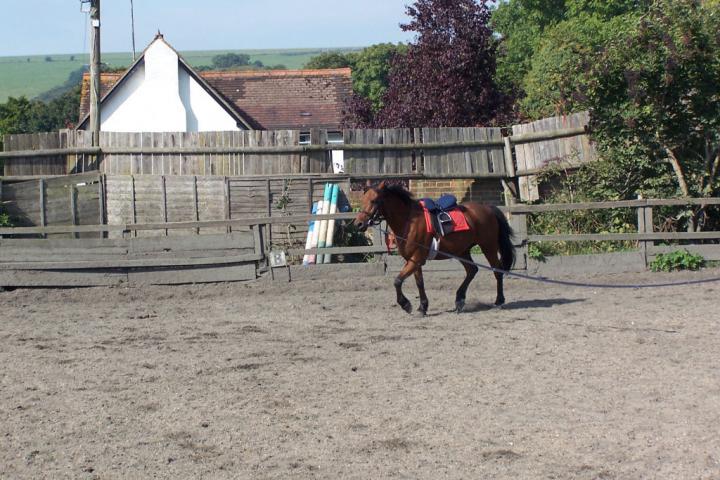 chestnuts-riding-school-chestnuts-02-07-09-2005 chestnuts-riding-school-chestnuts-02-07-09-2005