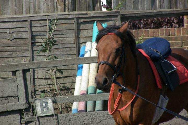 chestnuts-riding-school-chestnuts-06-07-09-2005 chestnuts-riding-school-chestnuts-06-07-09-2005