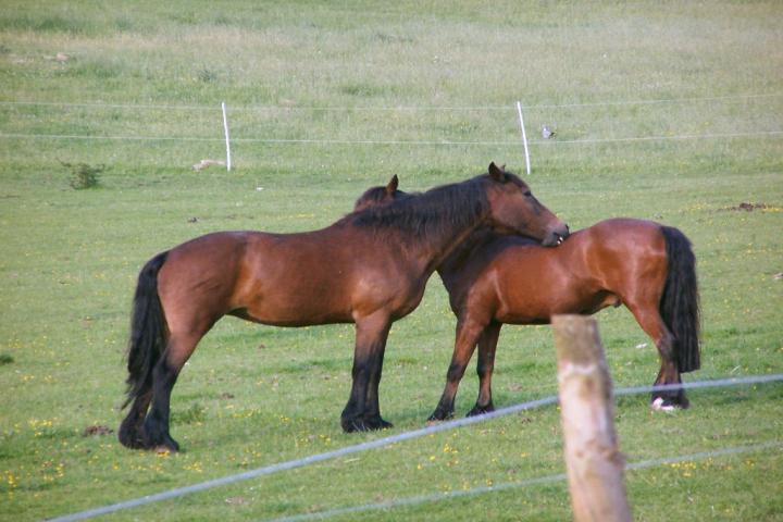 chestnuts-riding-school-kodak-10-06-2007-57 chestnuts-riding-school-kodak-10-06-2007-57