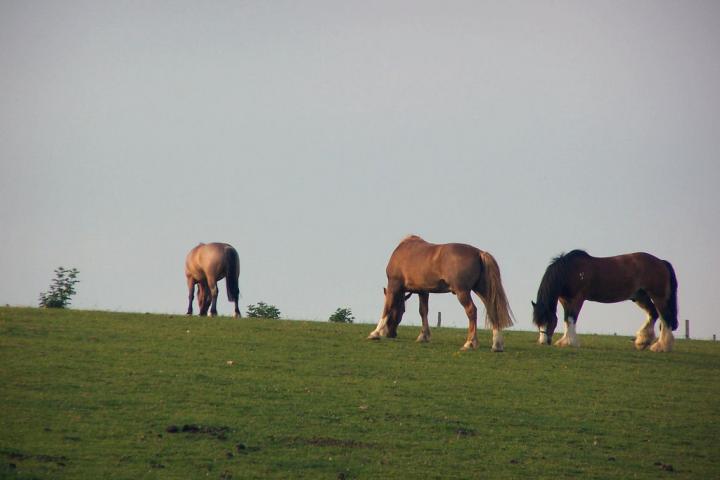chestnuts-riding-school-kodak-10-06-2007-60 chestnuts-riding-school-kodak-10-06-2007-60