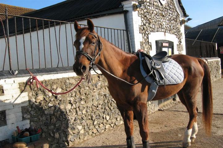 chestnuts-riding-school-march-09-03-2007-3 chestnuts-riding-school-march-09-03-2007-3