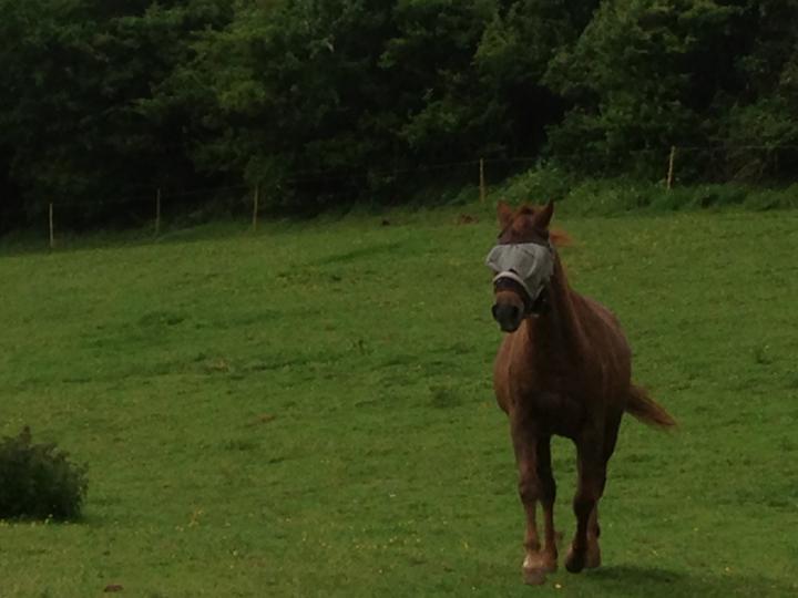 Trot Trot